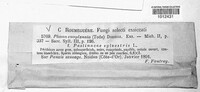 Calophoma complanata image